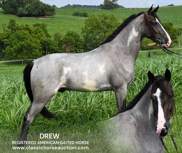 experienced-american-gaited-horse
