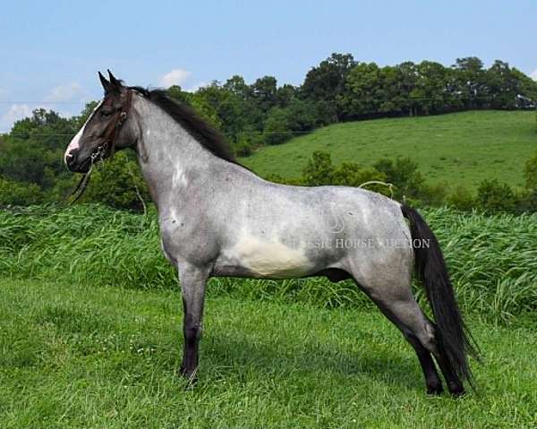 around-american-gaited-horse