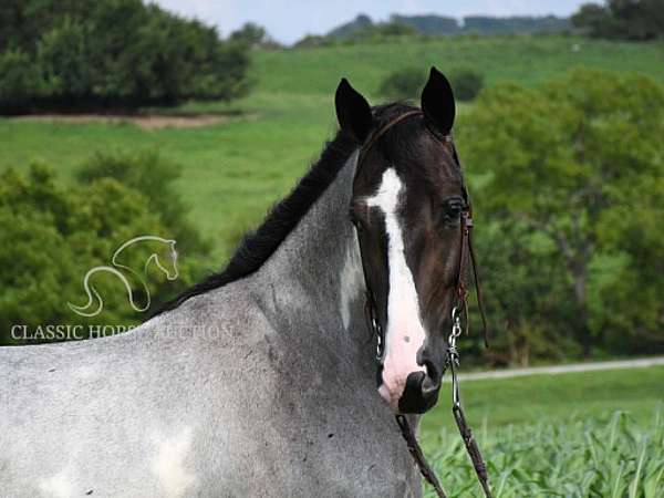 attention-american-gaited-horse