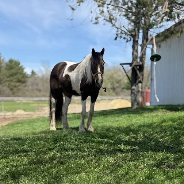 beginner-quarter-horse