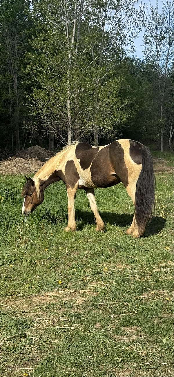 athletic-quarter-horse