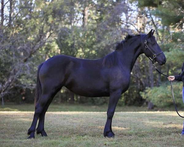 minnesota-friesian-horse