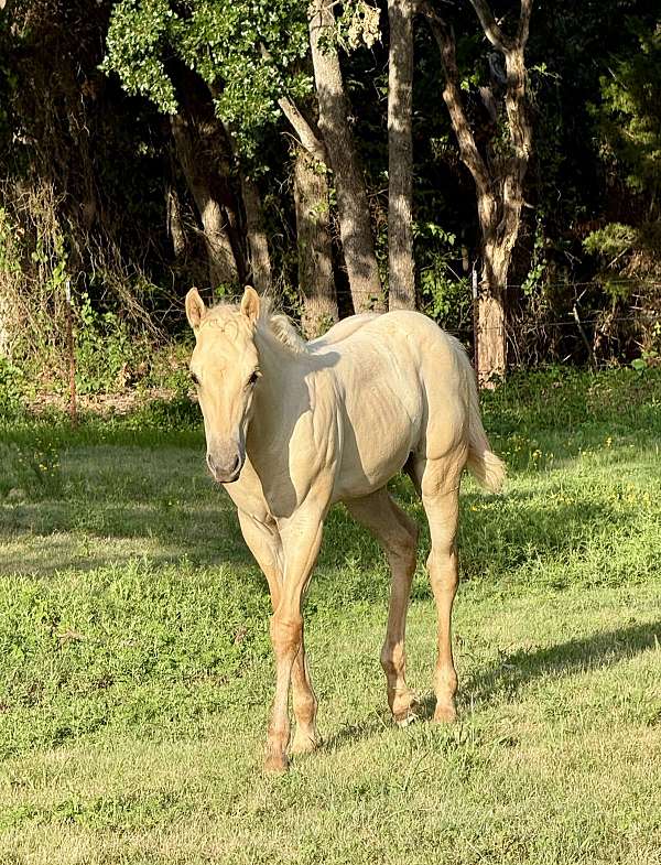 buckskin-palomino-colt-filly