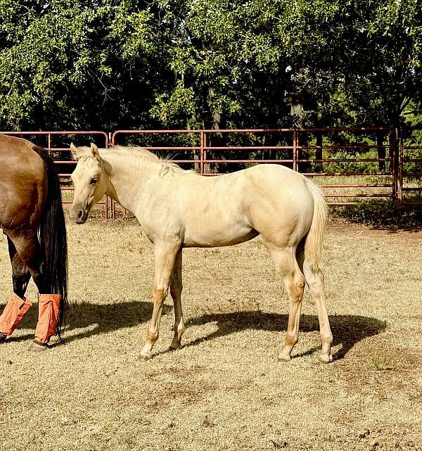 foundation-colt-filly