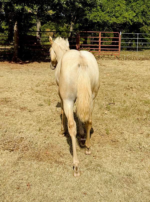 flashy-colt-filly
