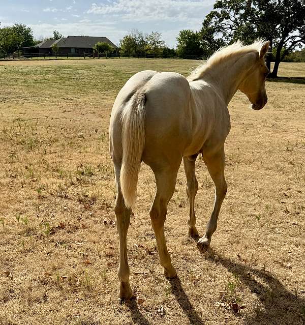 dunalino-palomino-colt-filly