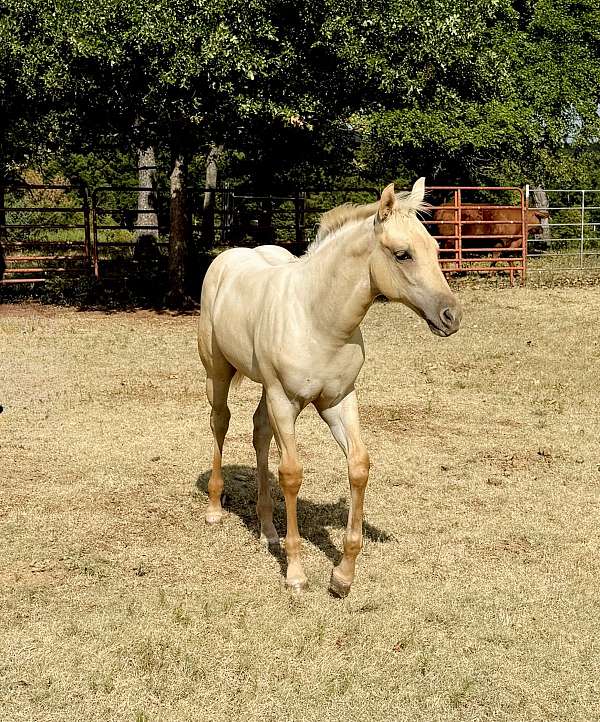 ranch-versatility-colt-filly