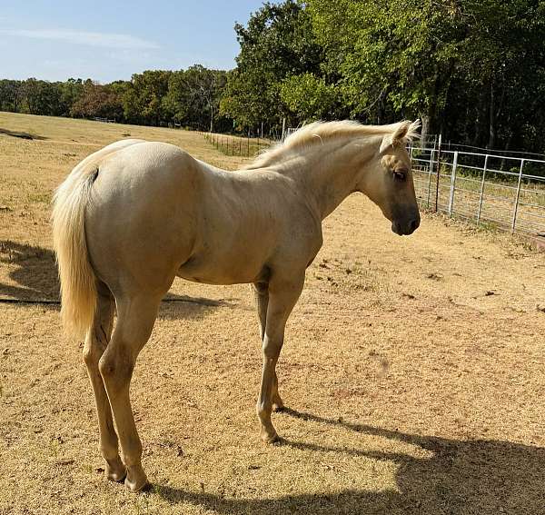 performance-colt-filly