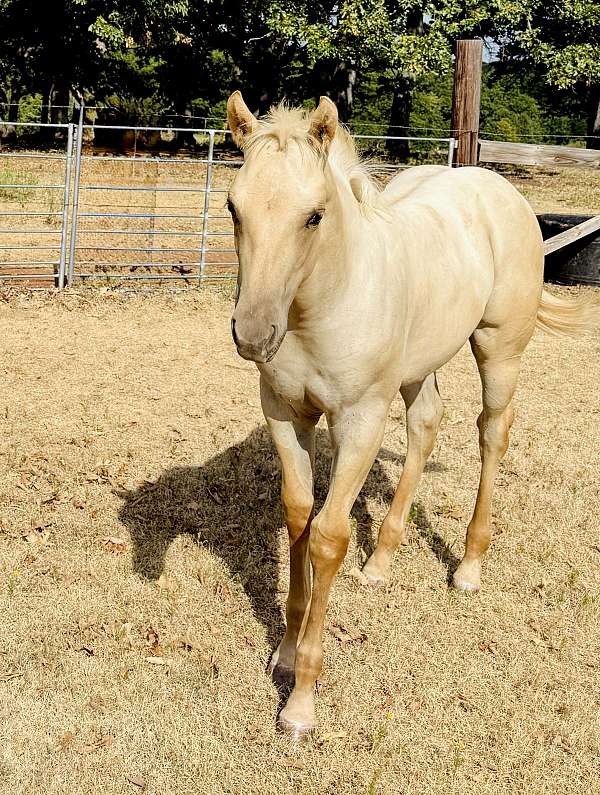 youth-colt-filly