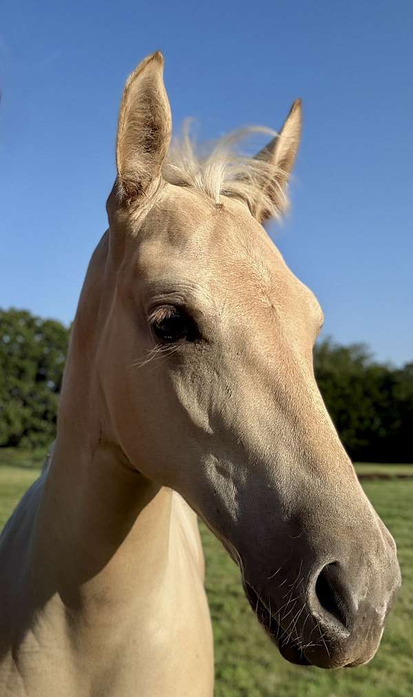 dun-aqha-nfqha-colt-filly