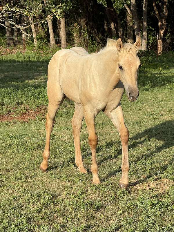 buckskin-aqha-nfqha-colt-filly