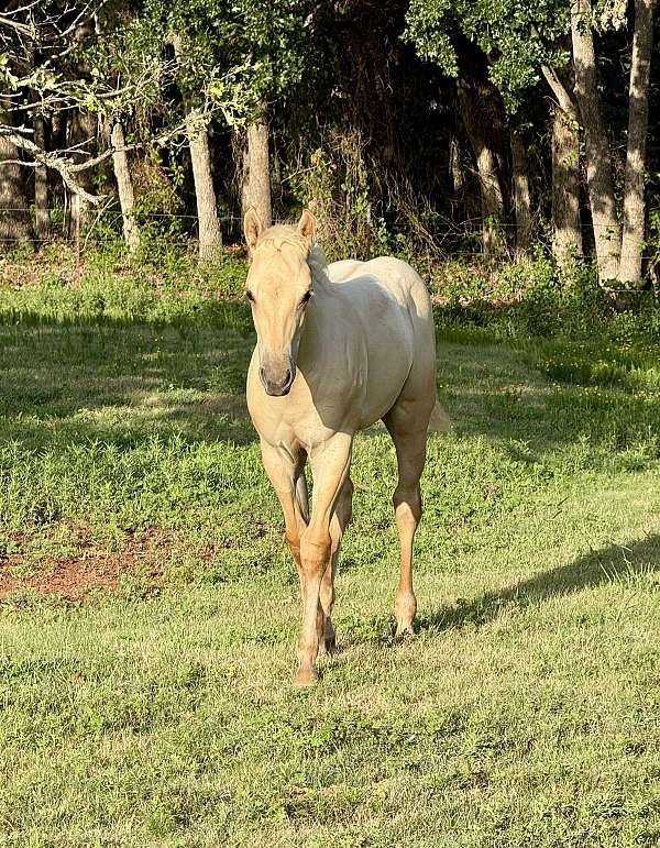 dunalino-aqha-nfqha-colt-filly