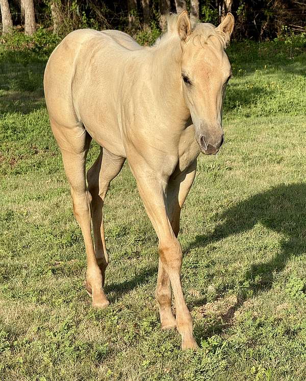 palomino-aqha-nfqha-colt-filly