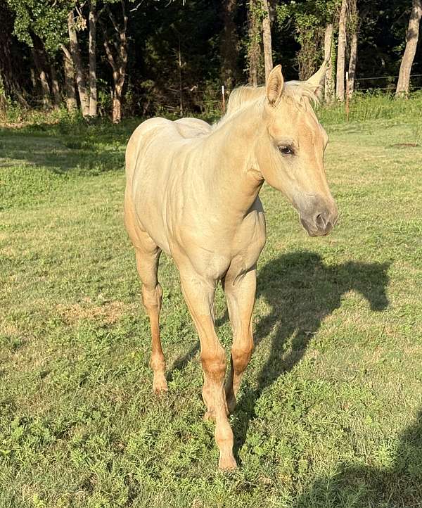 dunalino-aqha-nfqha-horse