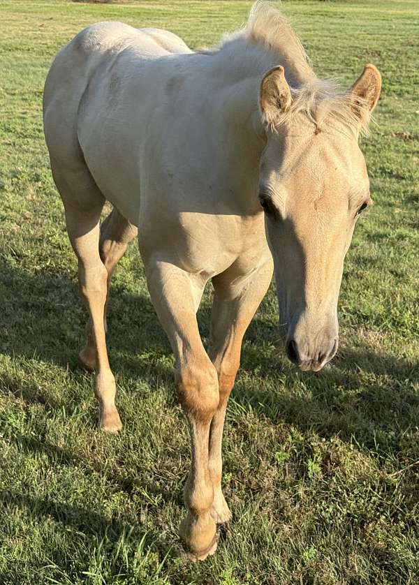 buckskin-aqha-nfqha-horse