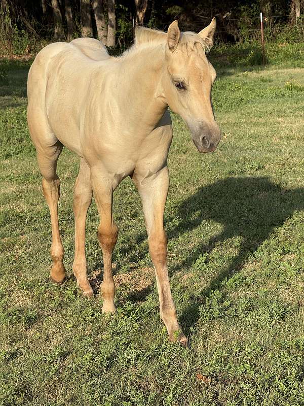 palomino-aqha-nfqha-horse