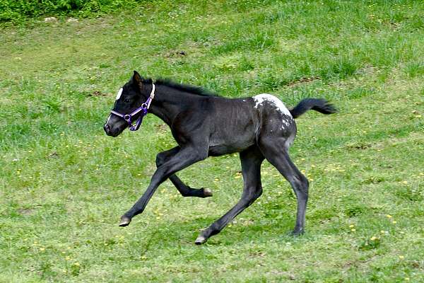 jumper-filly-foal