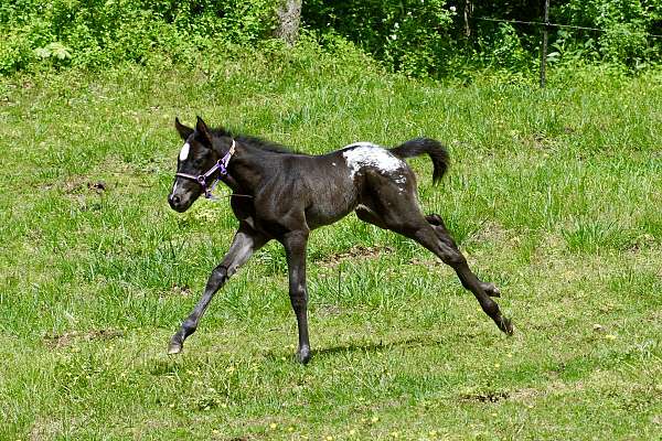 black-appaloosa-filly-foal