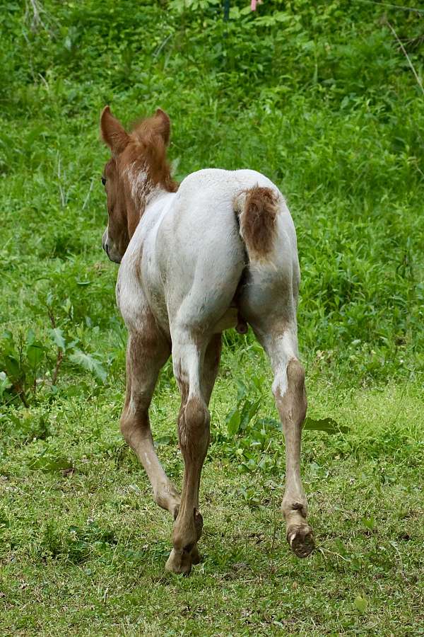 chestnut-fewspot-horse