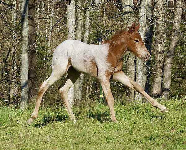 appaloosa-horse