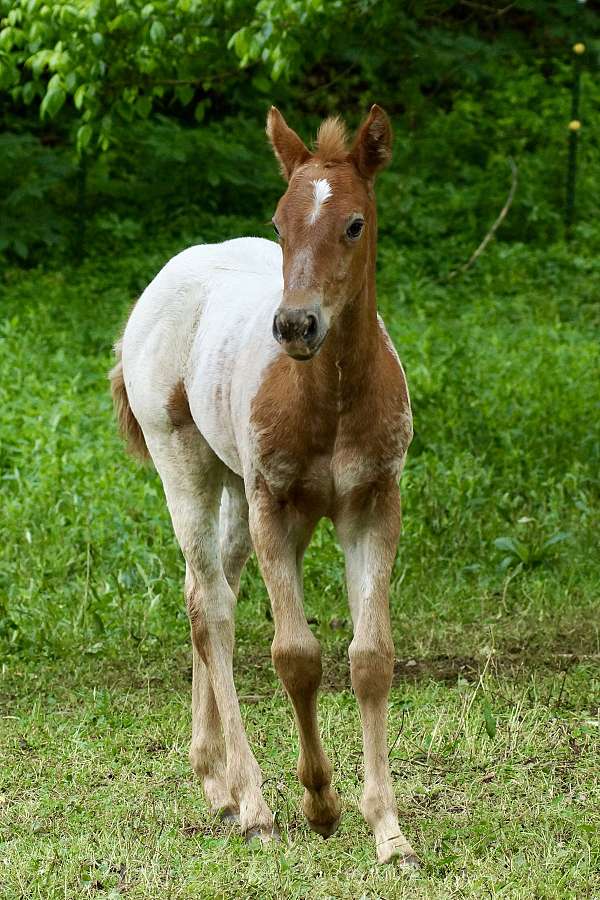 fewspot-horse