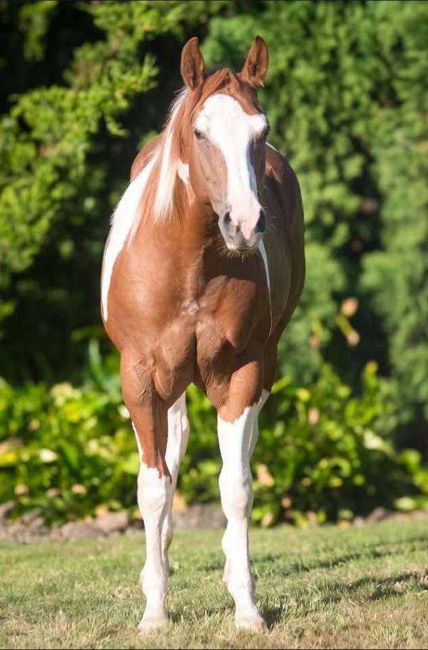 summer-breeze-paint-horse