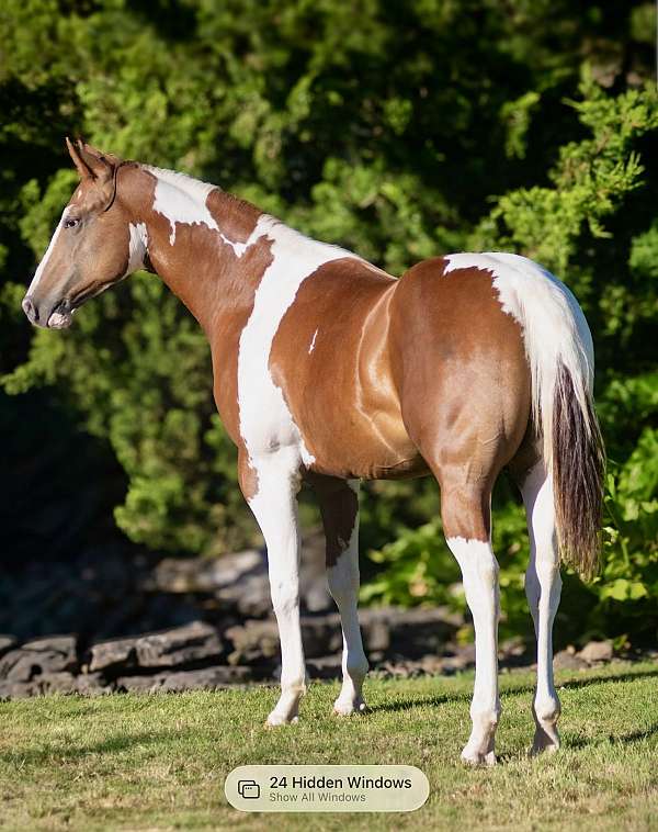 summer-breeze-horse