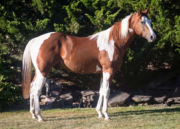 skippa-gelding