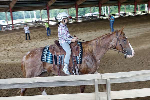 all-around-quarter-horse