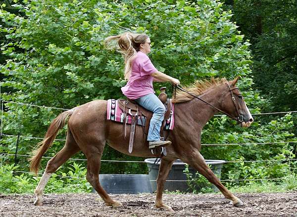red-roan-socks-blaze-horse
