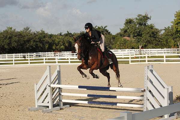 any-level-rider-thoroughbred-horse