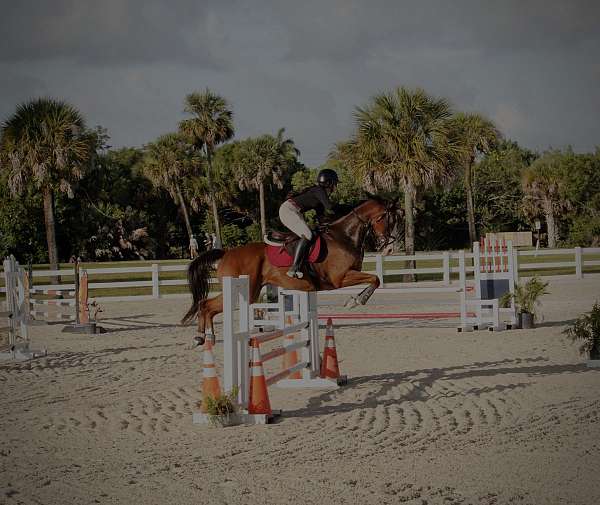 anything-thoroughbred-horse