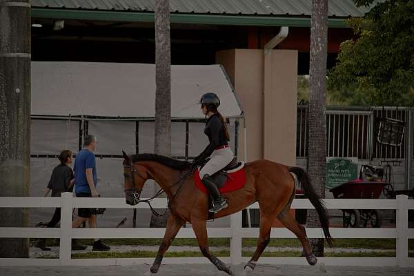 athletic-thoroughbred-horse