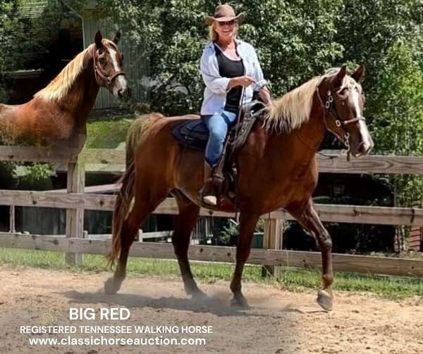 grandchildren-tennessee-walking-horse