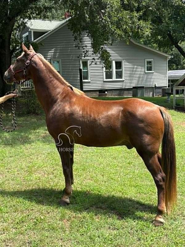 ready-to-ride-tennessee-walking-horse