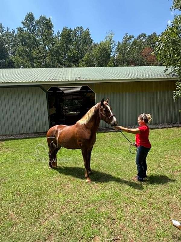 senior-tennessee-walking-horse