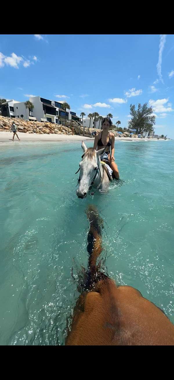 thoroughbred-mare