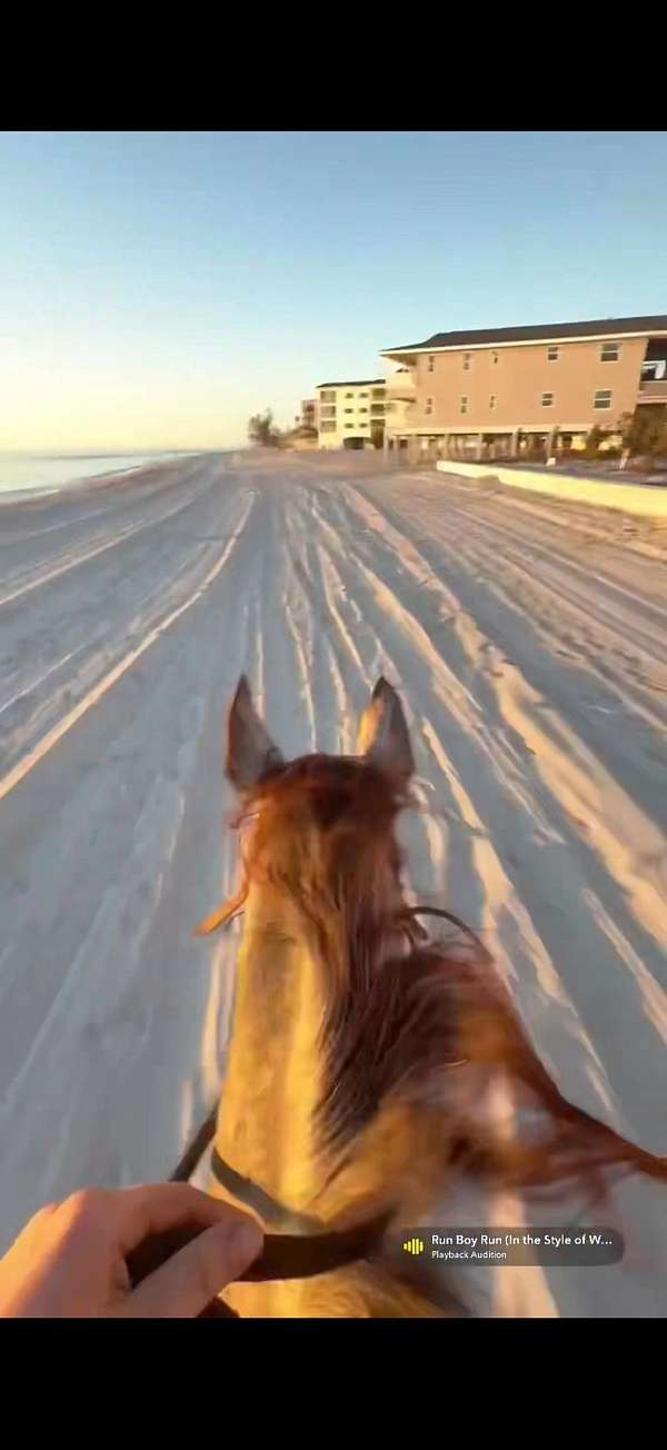 thoroughbred-horse-for-sale