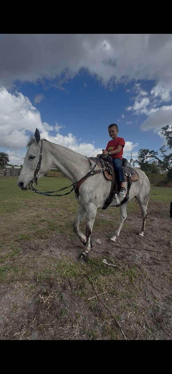 thoroughbred-horse