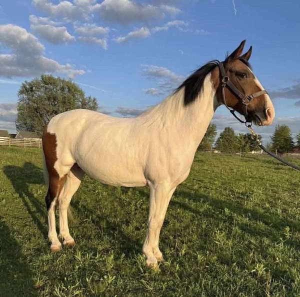 paint-pony-for-sale