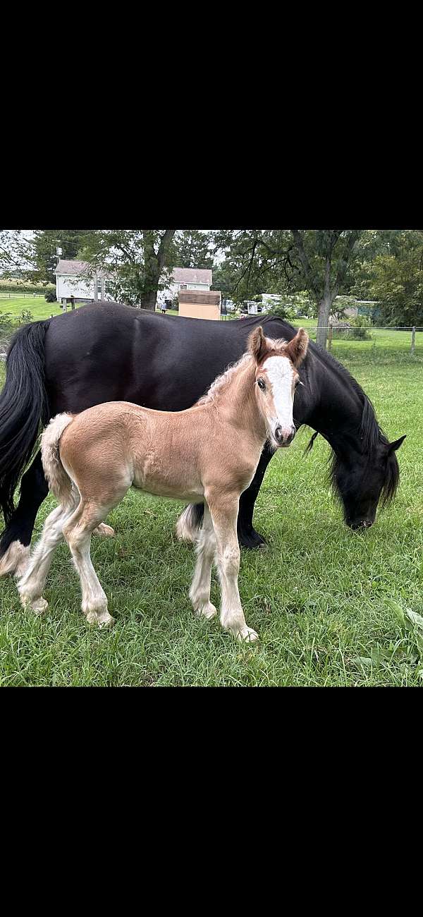 bay-silver-bay-foundation-horse