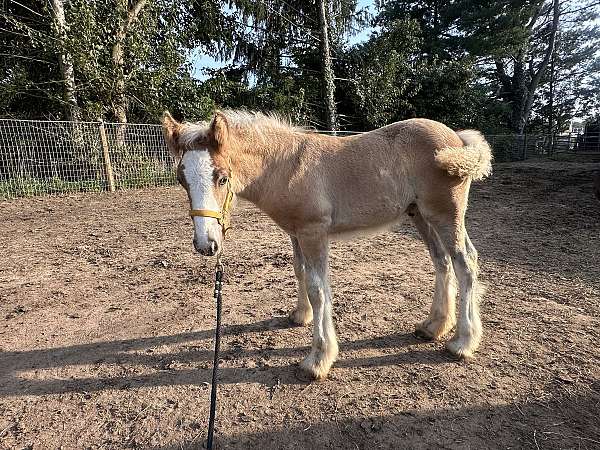 bay-silver-bay-halter-horse