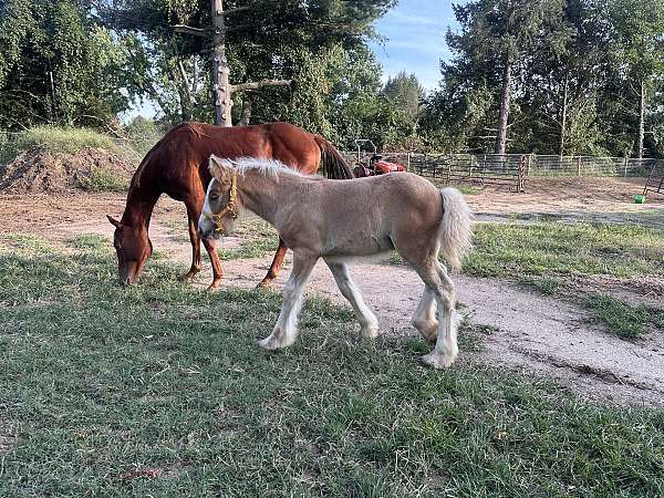 bay-silver-bay-stallion-horse