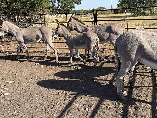 donkey-mare