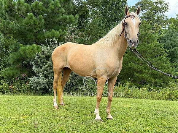 date-kentucky-mountain-horse