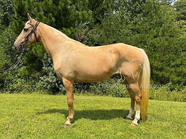 drive-kentucky-mountain-horse