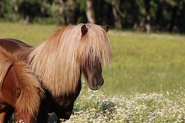 flaxen-with-star-splash-gene-horse