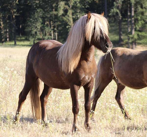 chestnut-flaxen-with-star-splash-gene-horse