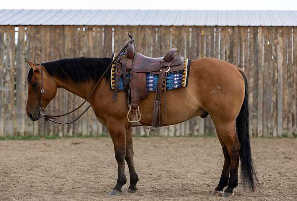 all-around-quarter-horse