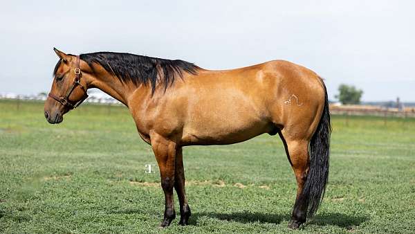 athletic-quarter-horse